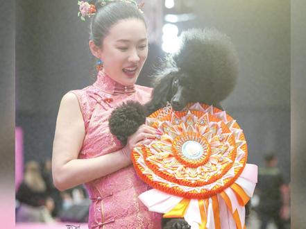 赛场上为国争光,赛场下为生命撑伞#霍思燕 #犬展 #贵宾犬 #实验犬 #关爱动物