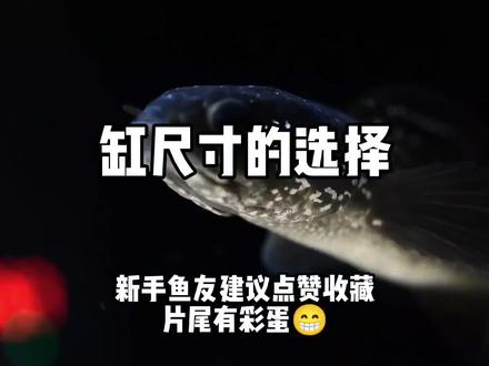 新手答疑:养月鳢该选多大缸?
月鳢成体35cm左右。个人建议小缸养状态后再换大缸。大缸尺寸80以上。
#雷龙鱼 #养鱼 #观赏鱼 #养鱼日记 #月鳢