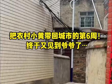 把农村小黄带回城市的第6周!回老家看爷爷啦! #中华田园犬 #狗狗 #土狗咋了 #大黄 #萌宠出道计划