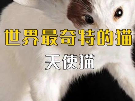 长翅膀的天使小猫咪大家见过嘛?!
#天使猫 #飞猫 #萌宠 #猫 #萌宠出道计划 #抖音动物图鉴 #喵星人 #小百科 #猫科普 #天使 #宠物知识