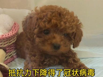 小泰迪刚刚到家爆发冠状病毒!坚挺了一个星期终于痊愈!