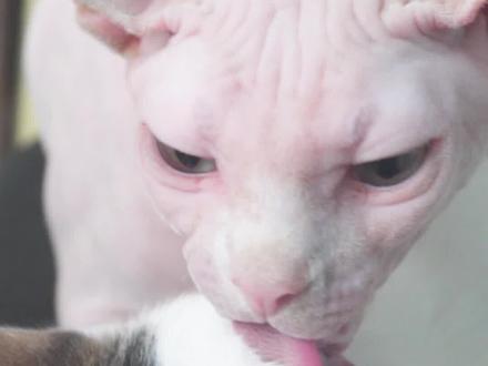 猫给另一只猫舔毛是什么意思呢 #猫咪舔毛#萌宠出道计划#喵星人@抖音小助手