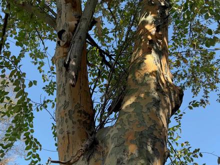 饥荒年月的救命树-榆树 榆钱大家都知道,南方有榆钱吗 #我的乡村生活 #万物生长 #植物 #大自然的馈赠