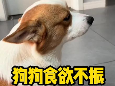 狗狗食欲不振不爱吃饭,一招搞定!