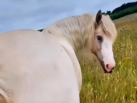 马的后腿威力。#动物世界 #探索发现