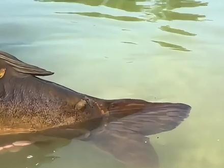 为何镜鲤没有多少人愿意吃#镜鲤 #三道鳞