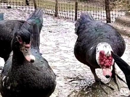 以前农村常见的番鸭,为什么现在没人养了?是不好吃吗? #科普 #涨知识 #番鸭