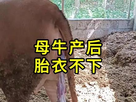 母牛产后胎衣不下,2招帮你改善
#养殖小知识 #养牛#自繁自养#养牛人