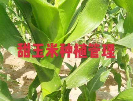 甜玉米种植管理#玉米育种 #农业技术