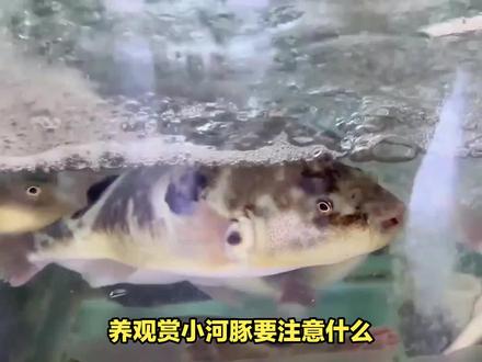 养观赏小河豚要注意什么?#观赏鱼 #小河豚 #养鱼 #养鱼日记 #养鱼人
