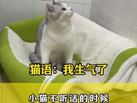 猫语课堂第十四弹-我生气了 #猫语#猫语十级#猫语翻译器#猫咪日常#猫咪的迷惑行为