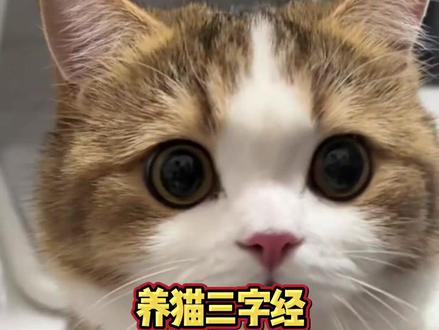 #养猫指南 #可爱萌宠 轻松养出别人羡慕的漂亮猫咪