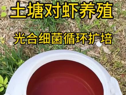 光合细菌二次扩培,简单经济又实惠!!!#南美白对虾养殖 #农村创业养殖 #三农 #记录养殖生活 #勤劳致富靠双手