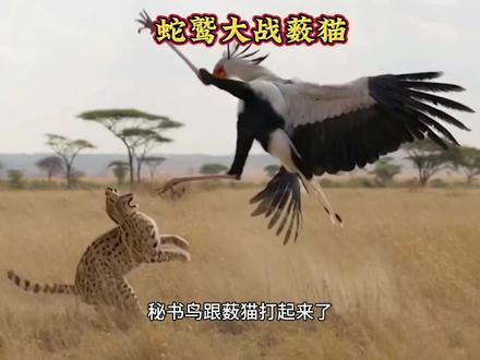 蛇鹫秘书鸟大战薮猫#神奇动物在抖音 #保护野生动物