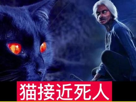 #创作灵感 猫奴们恐惧吧。猫竟然会附身#涨知识 #美好沈阳dou起来2021 @抖音创作者学习中心