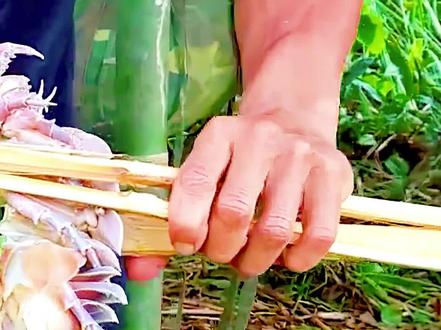 长相酷似外星人的海中生物,竟是极品海鲜,你敢吃吗?#赶海 #海鲜 #荒野求生 #野外生存 #荒野美食 #鱼获 #大海的味道