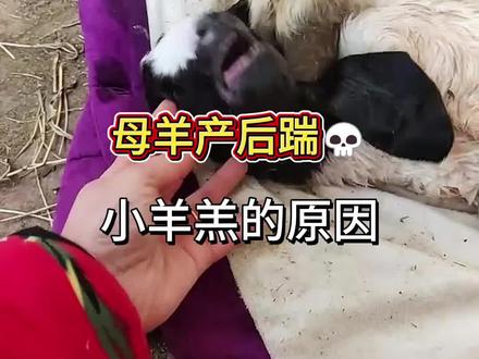 母羊产后踹小羊! #养羊人 #三农 #养殖 #农村养羊