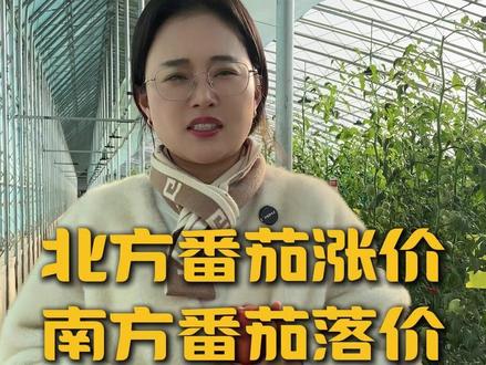 番茄价格北涨南落 是为啥 #西红柿种植 #番茄种植 #西红柿价格 #番茄价格 #农业