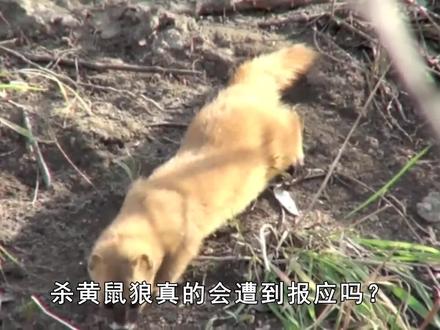 杀黄鼠狼真的会遭到报应吗?它有啥神秘之处?专家居然说也不能杀 #黄鼠狼 #黄大仙 #科普