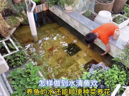 传统过滤+鱼菜共生系统 让水清鱼欢 养鱼不换水 管道种植不浇水