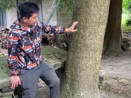 #金丝楠木树苗 #苗木种植基地 #全国发货欢迎合作 金丝楠木树苗小叶桢楠,南方北方种植适合!下方小黄车有树苗售卖