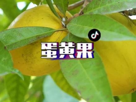 蛋黄果,一种不像水果的水果,果肉如同蛋黄,口感绵糯香甜,非常好吃哦~#蛋黄果#蛋黄果苗#抖音助农