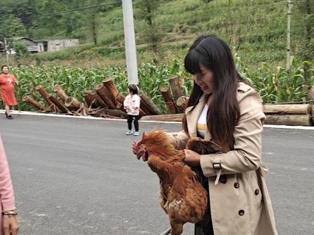 80元买的鸡生病了,婆婆勇敢的把他宰了,结果有点尴尬