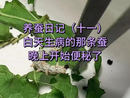 养蚕日记(十一):晚上发现白天有问题的那条蚕便秘了,真遭罪了#养蚕日记 #养蚕 #蚕 #蚕宝宝成长记 #桑叶 #蚕宝宝 #蚕茧 #观察昆虫 #蚕病了 #奇妙的动物