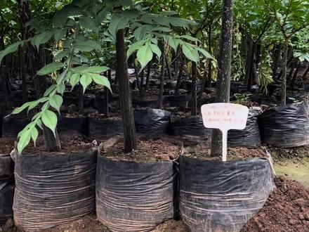 营养袋种植魔芋,一个魔芋3-5公斤
一亩地亩产5吨