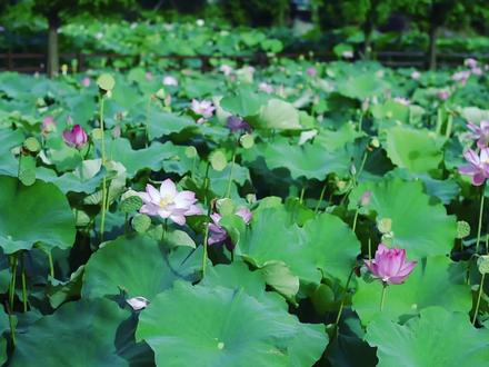 堪称史上最美的荷花诗,只有短短四句,便惊艳了整个夏天! #唐诗 #王昌龄 #采莲曲 #荷花 #出淤泥而不染