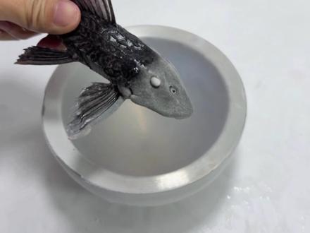 把清道夫的头扔进零下196度的液氮里冻住!会发生什么事?#清道夫#入侵物种#液氮