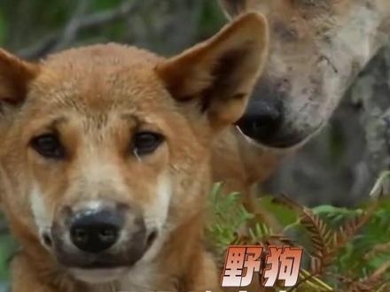 丁狗:你可知丁狗,不是我真姓#狗 #野狗 #大黄