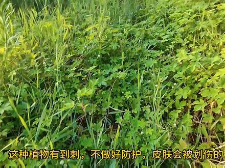 野河标点游钓红尾鯝~又是过瘾的一天!#原来钓鱼才是抖音运动顶流 #钓鱼 #钓鱼人 #2023dou来钓鱼 #钓鱼的乐趣只有钓鱼人懂