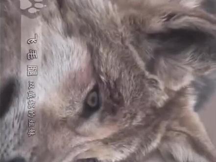 若尔盖大草原狼渡滩 狼王格林