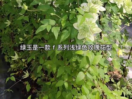 #花卉绿植 #铁线莲 F系的品种花型精致,全国各地都可以养护,两广花友必入款哦!