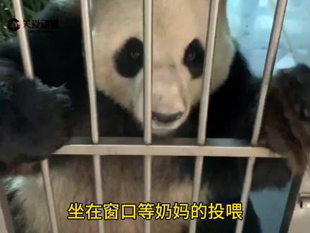 大熊猫金虎到底有多聪明?它是句句有回应,绝对不会让你有一句话落空。#大熊猫金虎 #大熊猫金虎话痨 #熊猫的生活有多惬意 #来这吸熊猫 #国宝大熊猫