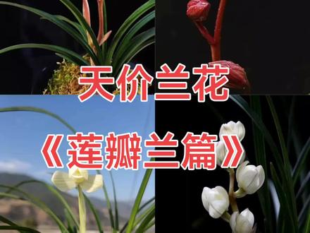 天价兰花《莲瓣兰篇》#一花一草一世界 #阳台养兰 #兰花 #莲瓣兰 #直播
