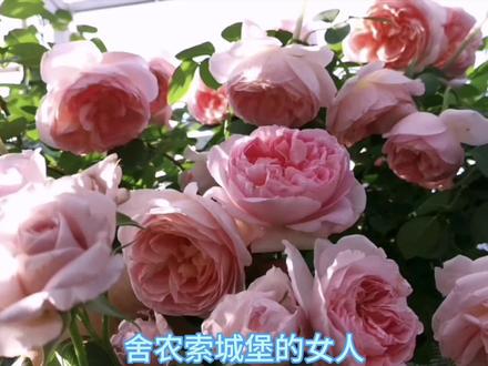 之前讲过大部分藤本月季复花性不好,今天给花友们推荐一波少数优秀的真正多季节大量开花的藤本月季#月季 #爬藤月季 #花卉绿植 #一花一草一世界 #爱生活爱养花