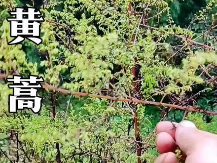 这个小时候可以用来做酱豆用的黄蒿你还记得它吗?#黄蒿 #植物科普 #大山里的原生态 #大山里的味道 #识百草