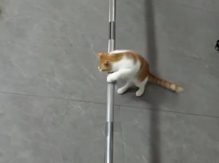 我终于成功的失给了猫咪