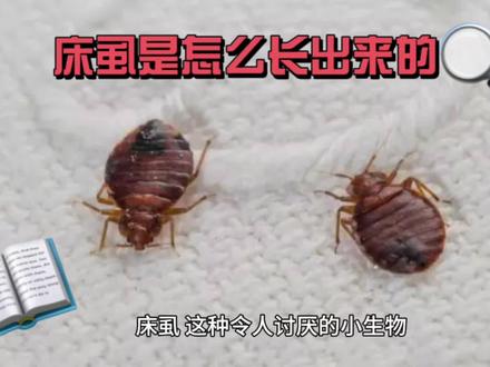 #创作灵感 #科普一下 #知识分享 #臭虫 床虱是怎么长出来的