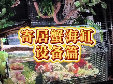 寄居蟹海缸开缸教程5️⃣
设备篇~这一篇比较简单,大家可以根据自己的需求调整~
#寄居蟹 #寄居蟹的日常 #寄居蟹造景 #寄居蟹的快乐 #海缸
