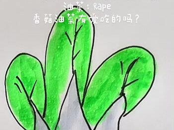 #油菜 #儿童简笔画 香菇和油菜真是好伴侣#简笔画 #创作灵感 @抖音小助手