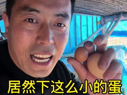 吃喝一样伺候两年的母鸡下蛋不一样,第一次看见这么小的鸡蛋。 #这是个真实的事情