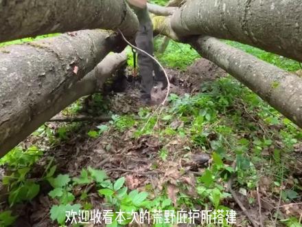 野外搭建庇护所2 #野外 #野外生存 #野外建造 #野外生活纪录片 #野外露营