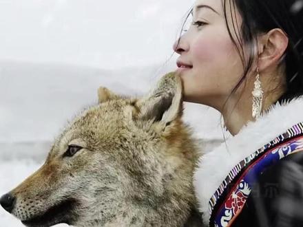 纪录片《重返狼群》再次刷屏,格林的近况如何?#导演回应狼王格林是否安好 #你重返狼群吧 #重返狼群