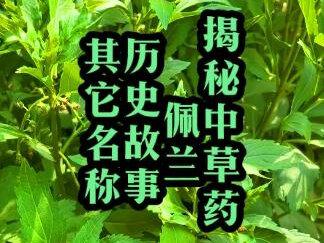 佩兰,别名:燕尾香,香水兰,孔子曾说:“芝兰生幽谷,不以无人而不芳,君子修道立德,不为穷困而改节”这句话中的“芝兰”,指的就是“佩兰”。#佩兰 #燕尾香 #香水兰 #识百草 #你的家乡有这种植物吗