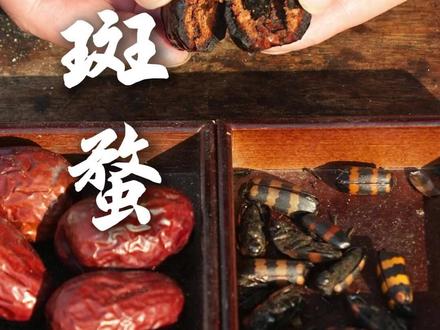 斑蝥,有的地方叫放屁虫,作用威力可不小,你知道它的价值吗? #我的乡村生活 #农村美食 #抖音美食创作者 #有灵魂的美食 #古法
