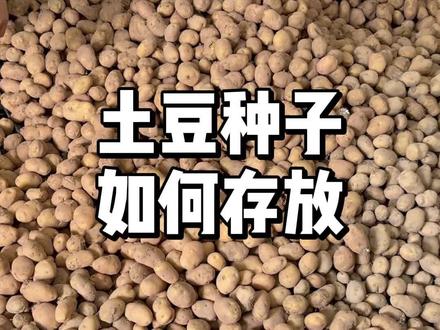 土豆种子如何做到长期存放 #黄心土豆 #三农