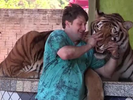 武松真能打过老虎吗?一名成年男子与老虎对打,最终谁能获胜? #老虎 #动物 #野生动物 #科普知识